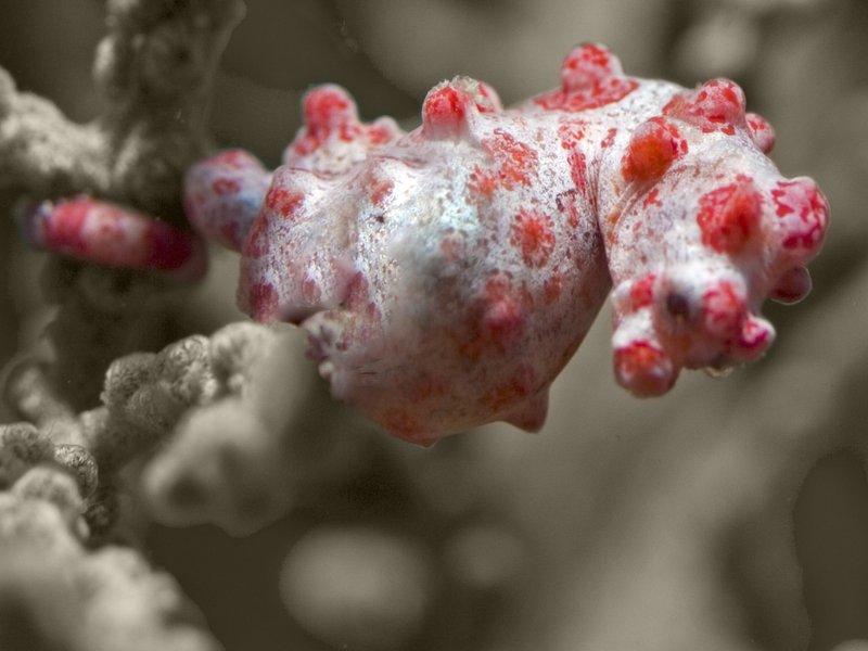 Seaventures House Reef, Pygmy Seahorse